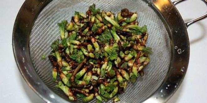 Рецепт настойки на смородиновых почках