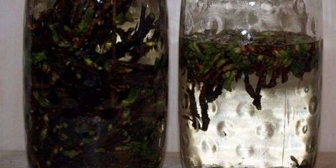 Рецепт настойки на смородиновых почках