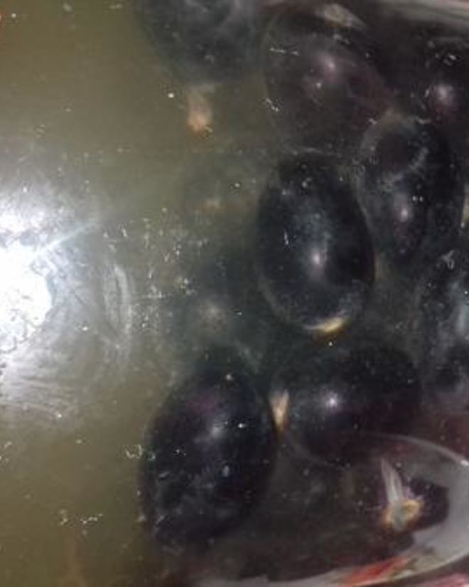 Рецепт виноградной настойки пряно-пьяная изабелла