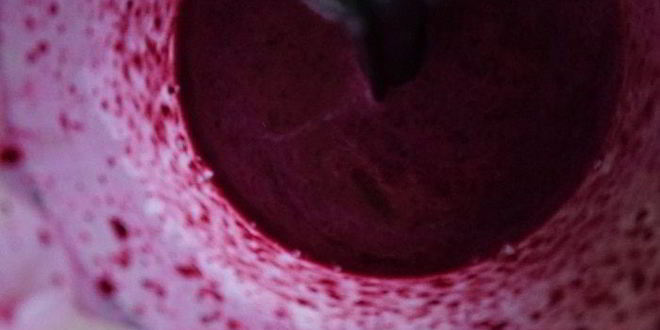 Рецепт черничного смузи