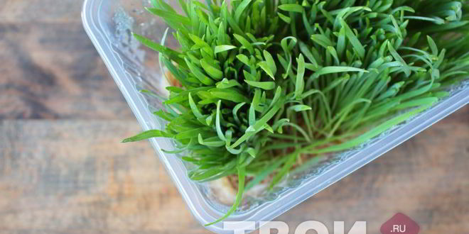 Рецепт сока из ростков пшеницы