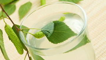 Рецепт Вина из березового сока