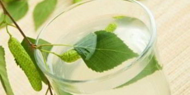 Рецепт вина из березового сока