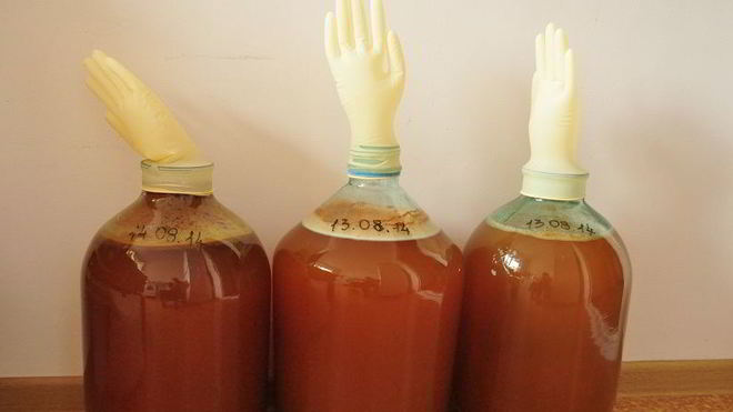 Рецепт яблочного вина