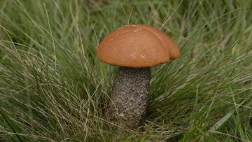 Рецепты в духовке