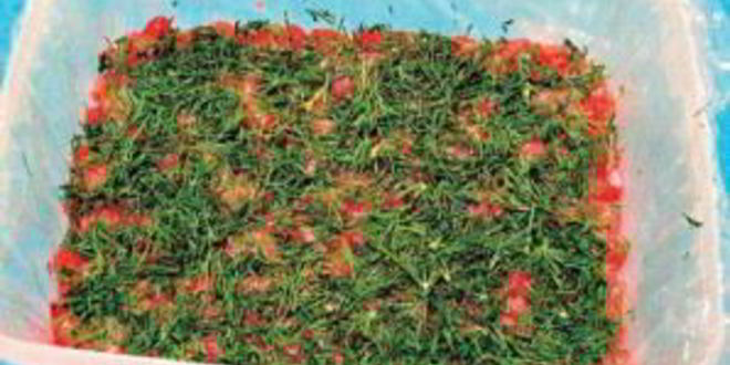 Рецепт красной рыбы под шубой салат