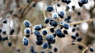 Рецепт Готовима кетчуп из тернослива на зиму