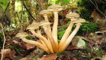 Рецепт Маринованных опят с маринаде с корицей