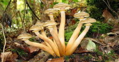 Рецепт Маринованных опят с маринаде с корицей