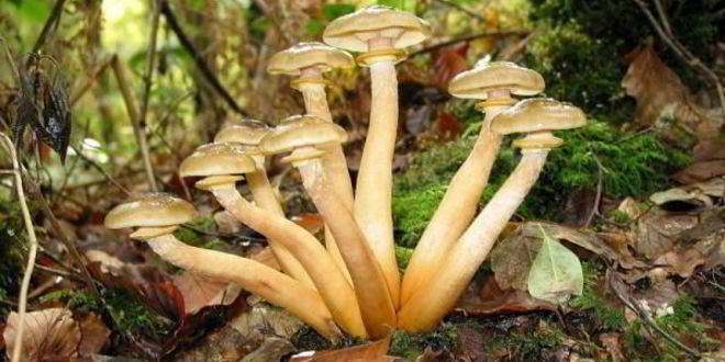 Рецепт Маринованных опят с маринаде с корицей