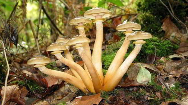 Рецепт маринованных опят с маринаде с корицей