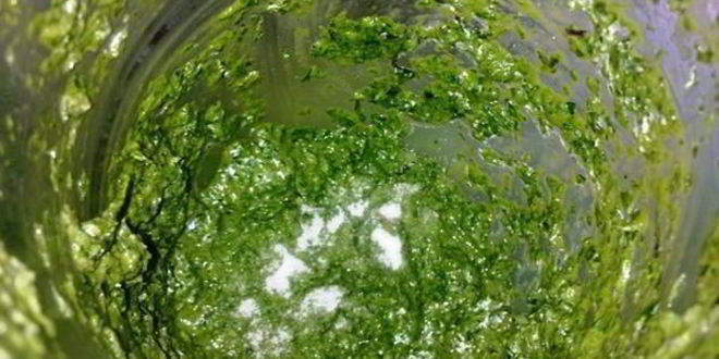 Рецепт соуса из базилика и рукколы