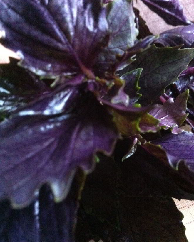 Рецепт пасты с соусом песто