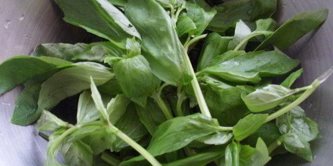 Рецепт песто с крапивой