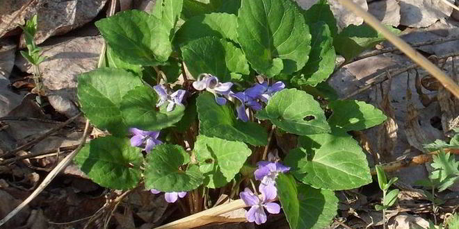 Рецепт песто с крапивой