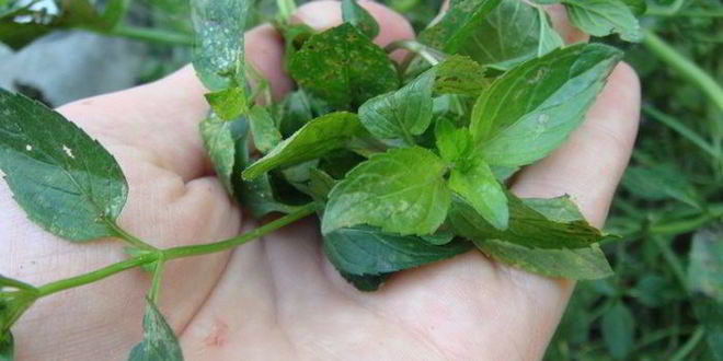 Рецепт грузинского соуса ткемали