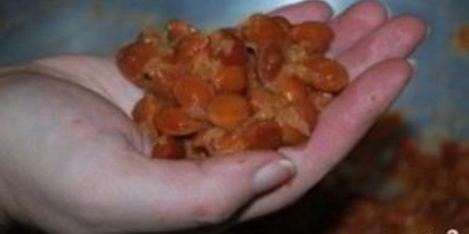 Рецепт ткемали из слив на зиму