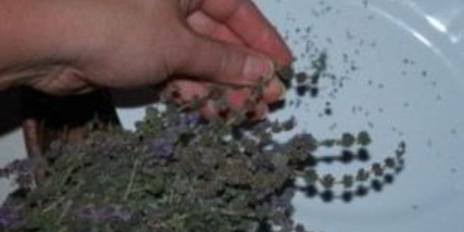 Рецепт ткемали из слив на зиму