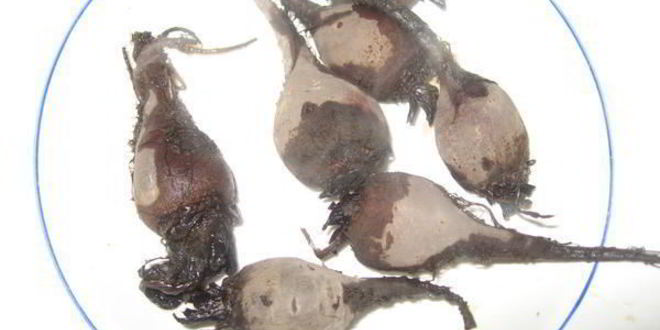 Рецепт борща холодного с креветками