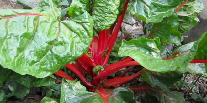 Рецепт зеленого борща