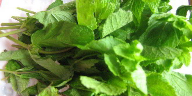 Рецепт таратора с авокадо и мятой