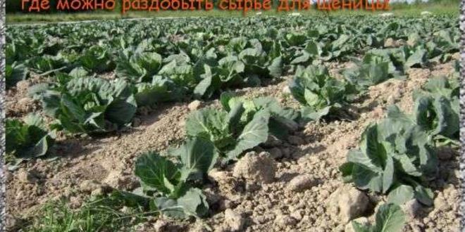 Рецепт щей из щеницы