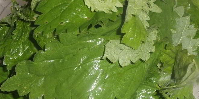 Рецепт щей крапивных