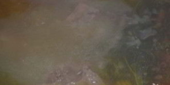 Рецепт шурпы из гуся