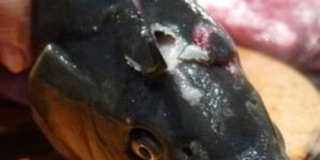 Рецепт ухи из головы сазана