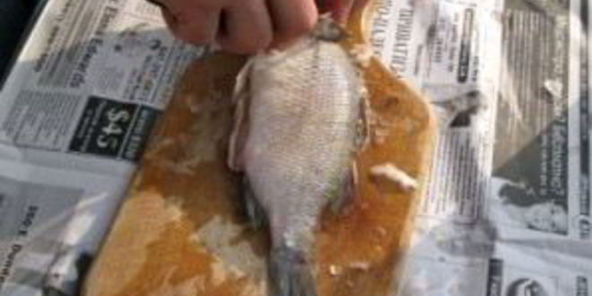 Рецепт ухи на природе