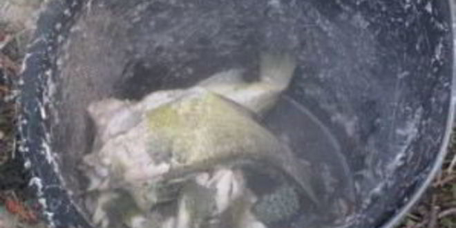 Рецепт ухи на природе