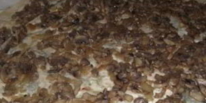 Рецепт лаваша с грибами и сыром