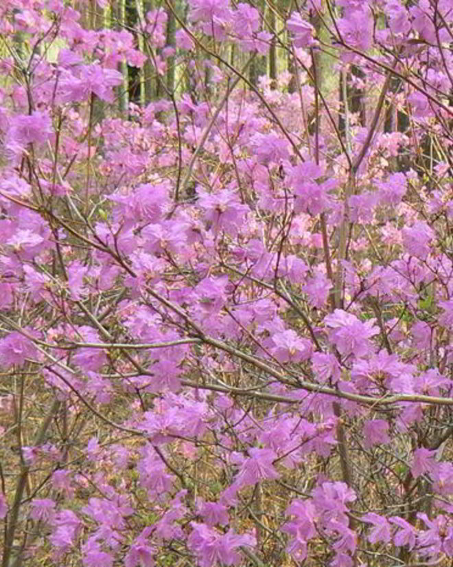 Рецепт осетинских лепешек с черемшой и сулугуни по-сибирски