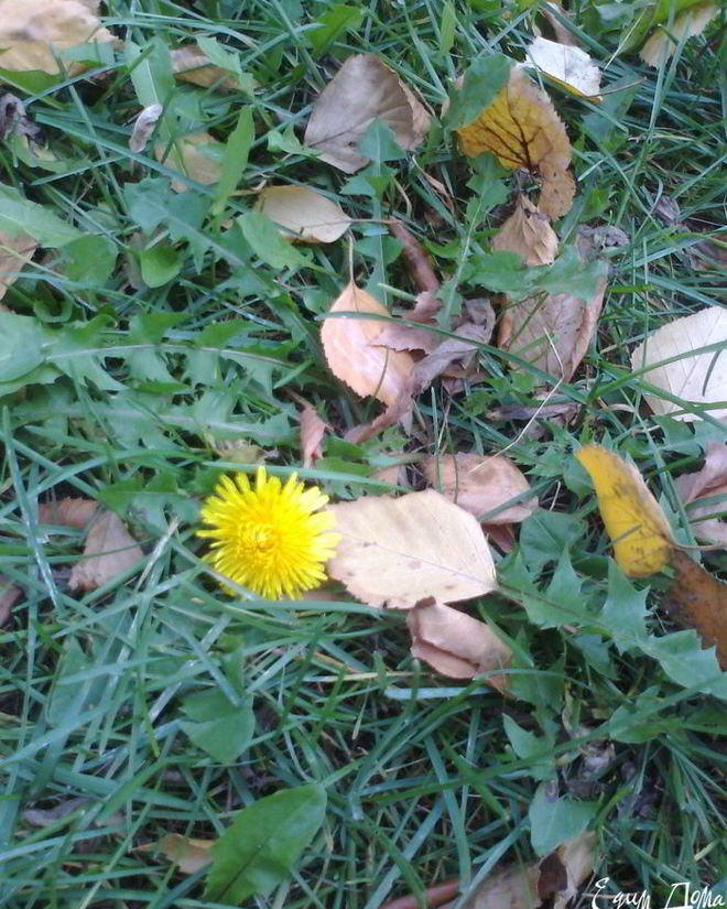 Рецепт оладушек без муки