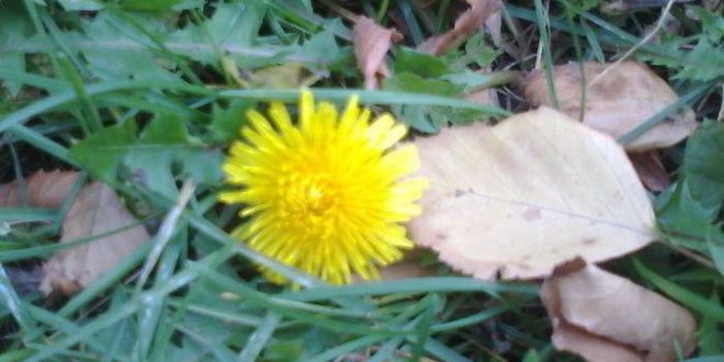 Рецепт оладушек без муки