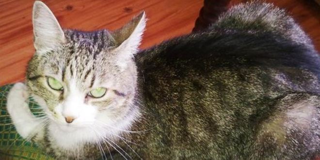 Рецепт оладушек с зеленым луком