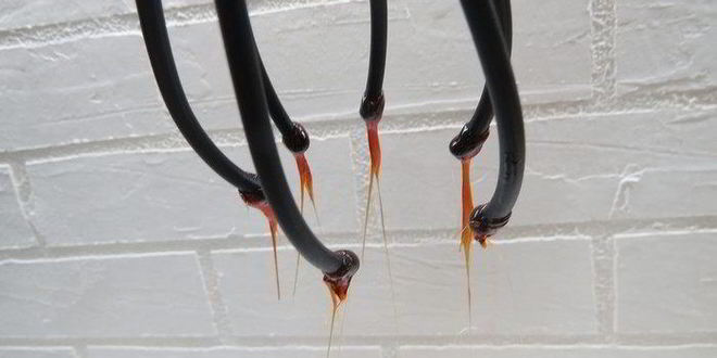 Рецепт елочки из пирожных шу с пломбирным кремом