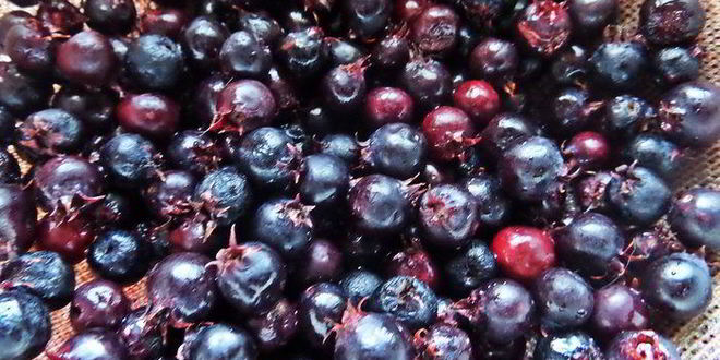 Рецепт хлебной шарлотки яблочно-ягодная