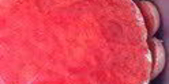 Рецепт шарлотки с запеченным ревенем, баварским фисташковым кремом и клубникой