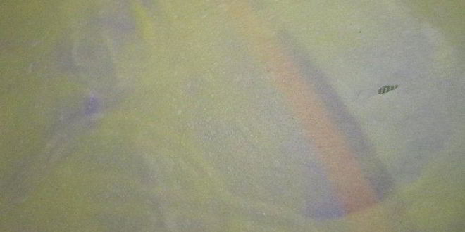 Рецепт штруделя с яблочно-грушевой начинкой