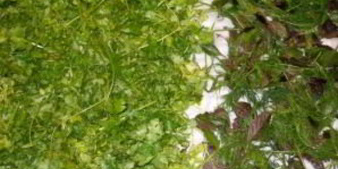 Рецепт аджики без варки