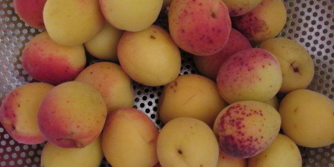 Рецепт компота из абрикосов и черной смородины на зиму