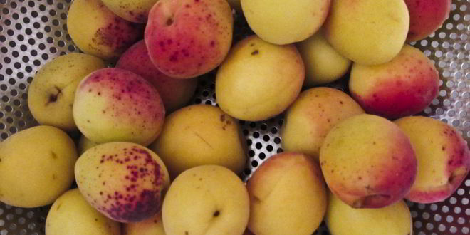 Рецепт компота из абрикосов и яблок на зиму