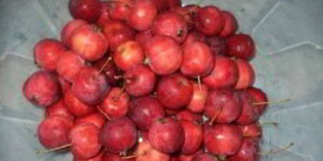 Рецепт компота из ранеток на зиму