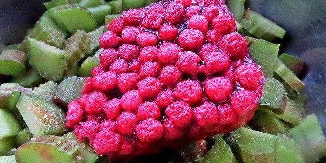 Рецепт компота из ревеня и лесной малины