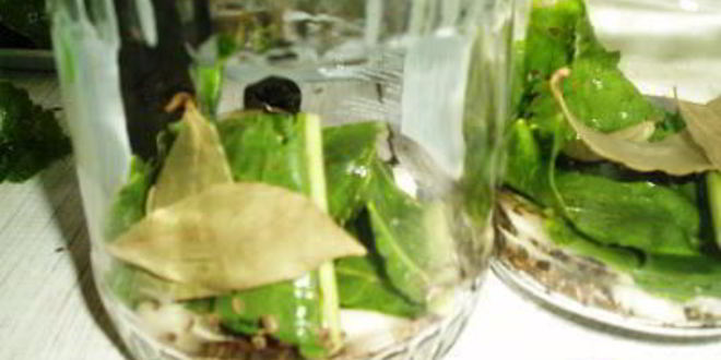 Рецепт маринованных кабачков на зиму