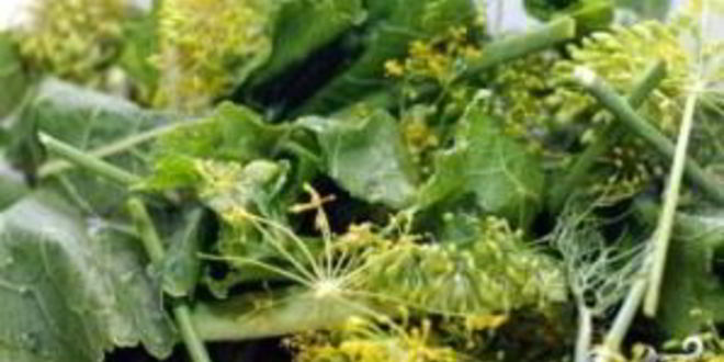 Рецепт маринованных огурцов без стерилизации