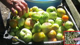 Рецепт Маринованных зеленых помидоров