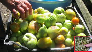 Рецепт Маринованных зеленых помидоров