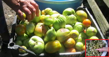 Рецепт Маринованных зеленых помидоров